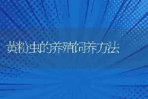 黄粉虫的养殖饲养方法