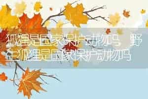 狐狸是国家保护动物吗，野生狐狸是国家保护动物吗
