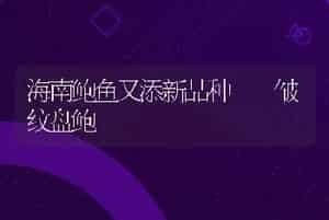 海南鲍鱼又添新品种――皱纹盘鲍