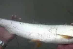 鳡鱼白皮病的防治