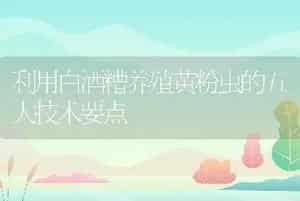利用白酒糟养殖黄粉虫的五大技术要点