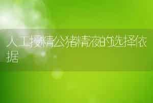 人工授精公猪精液的选择依据