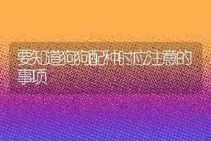 要知道狗狗配种时应注意的事项