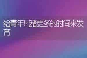 给青年母猪更多的时间来发育