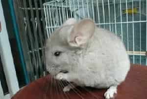 怎样避免龙猫早孕的情况