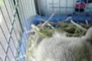 适量的运动让龙猫更健康
