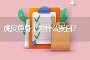虎皮鱼身上为什么变白？