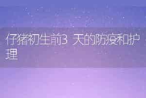 仔猪初生前3天的防疫和护理