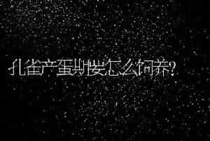 孔雀产蛋期要怎么饲养？