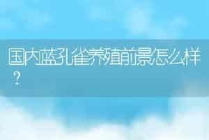 国内蓝孔雀养殖前景怎么样？