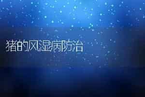 猪的风湿病防治