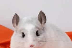 龙猫领回家后需要注意哪些