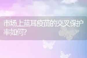 市场上蓝耳疫苗的交叉保护率如何？