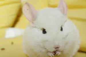 如何预防龙猫感冒