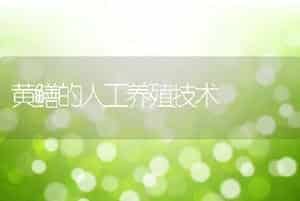 提高后备母猪生产性能的综合措施