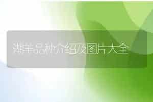 湖羊品种介绍及图片大全