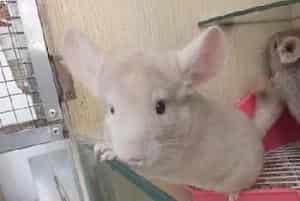 被龙猫咬了怎么办