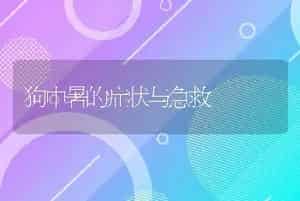 狗中暑的症状与急救