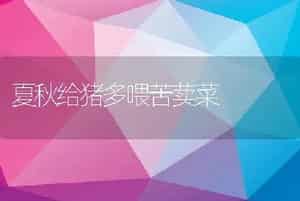 夏秋给猪多喂苦荬菜