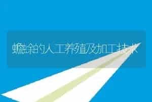 蟾蜍的人工养殖及加工技术