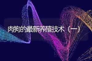 肉狗的最新养殖技术（一）