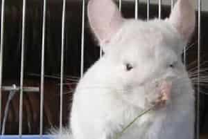 携带龙猫外出的方法