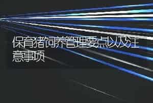 保育猪饲养管理要点以及注意事项