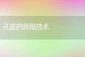 孔雀的养殖技术