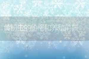 黄粉虫的价格和养殖前景