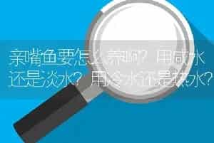 亲嘴鱼要怎么养啊？用咸水还是淡水？用冷水还是热水？