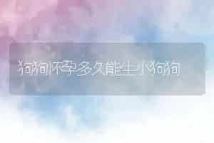 狗狗怀孕多久能生小狗狗