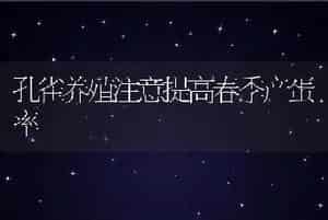 孔雀养殖注意提高春季产蛋率