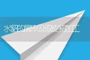 水貂的屠宰及取皮初加工