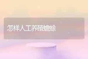 怎样人工养殖蟾蜍