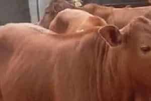 “鲁西黄牛育肥牛肉”打入中国专博会