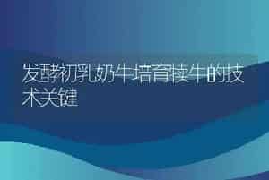 狗有狗窝咳怎么办