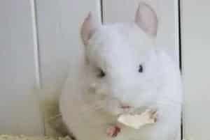 粉白龙猫的品种简介
