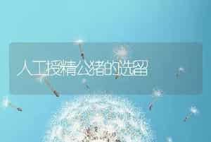 人工授精公猪的选留