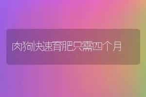 肉狗快速育肥只需四个月