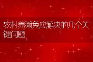 慈溪獭兔