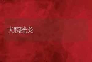 犬膀胱炎