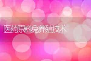 医药原料兔养殖技术