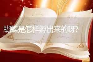 蝴蝶是怎样孵出来的呀？