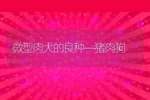 微型肉犬的良种―猪肉狗