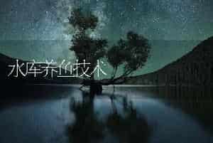 水库养鱼技术