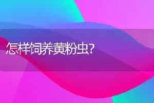 怎样饲养黄粉虫？