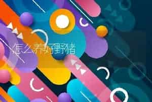 怎么养好野猪