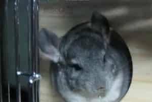龙猫在冬季会食欲下降