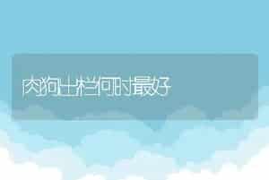肉狗出栏何时最好
