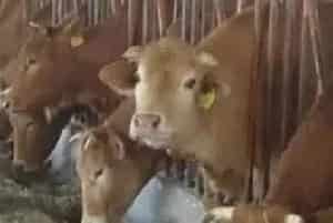 中国鲁西黄牛的代表性品种（三）